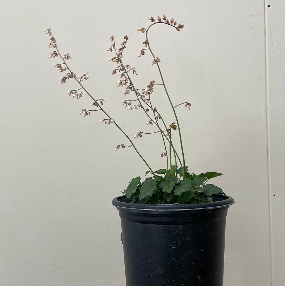 Heuchera rubescens ‘Yosemite’