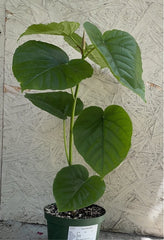 Ficus umbellata