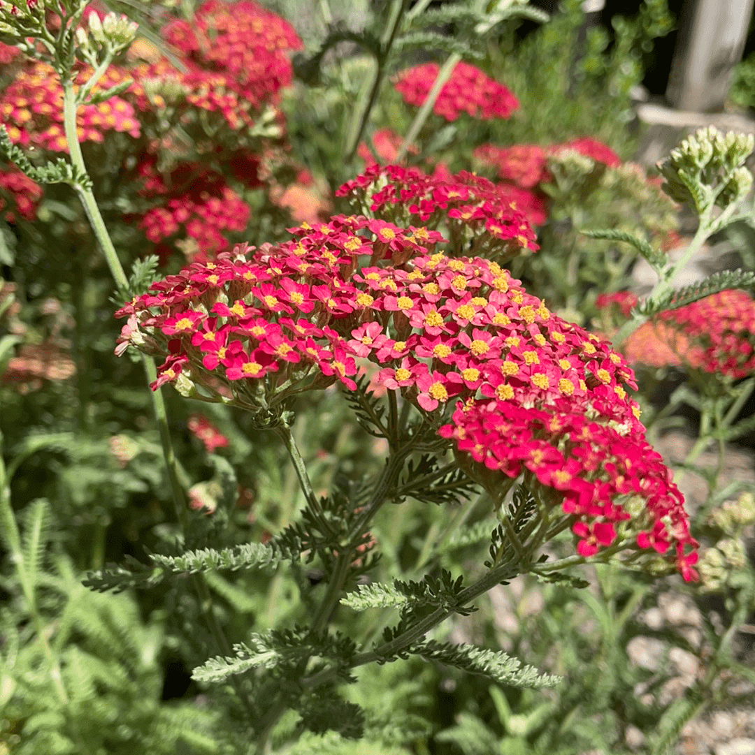 Paprika Yarrow Flower by Plant Material