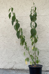 Cornus stolonifera var. californica - 3 Gallon