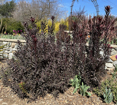 Leucadendron 'ebony' (ebony conebush)