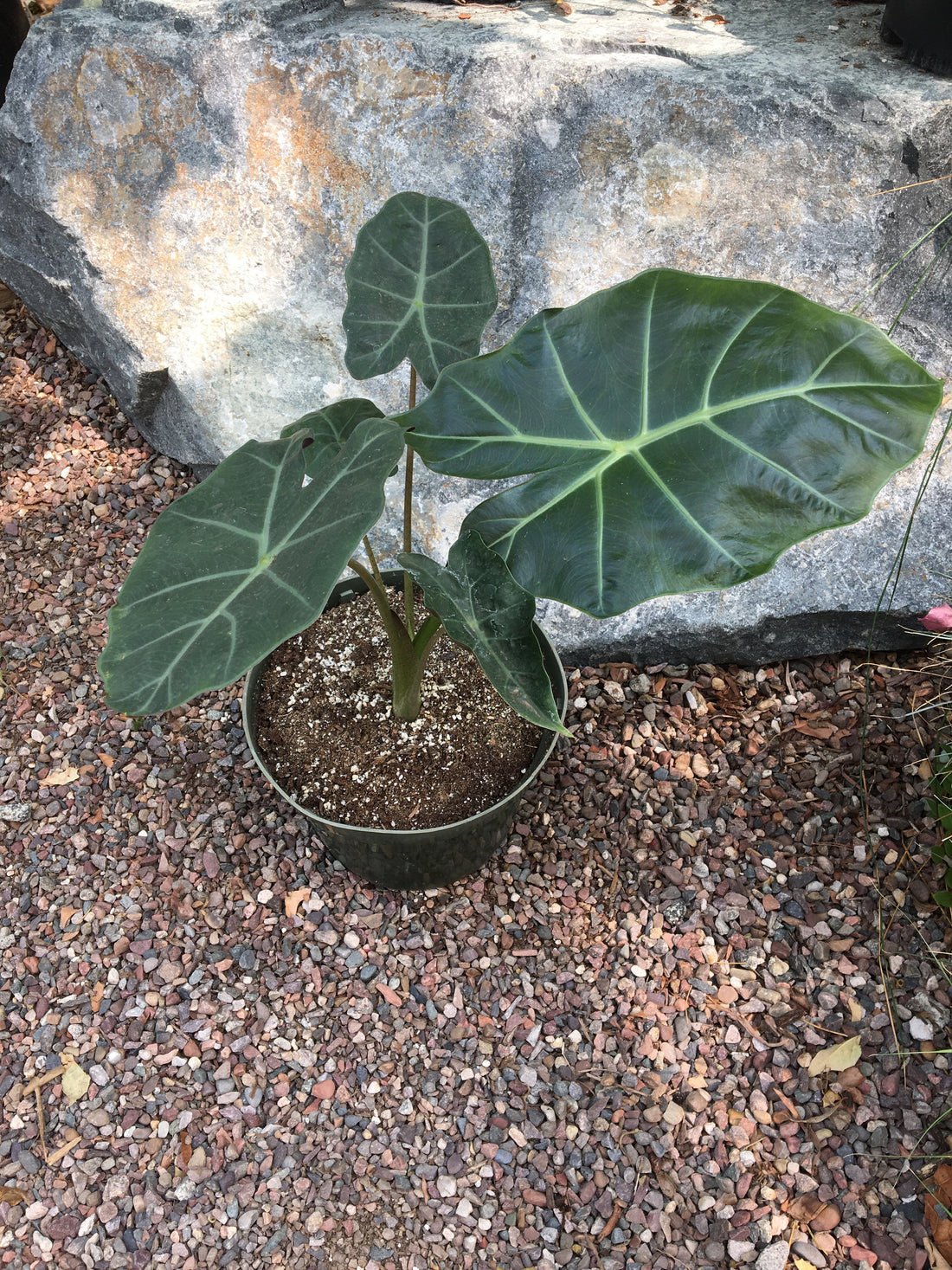 Alocasia macrorrhiza Dark Star (elephant ear)