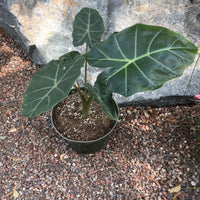 Alocasia macrorrhiza Dark Star (elephant ear)