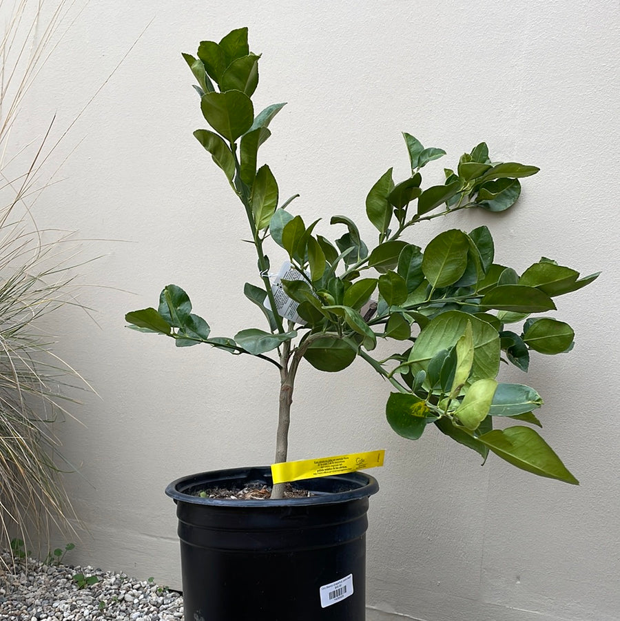grapefruit plant in pot Oro Blanco Grapefruit, semi-dwarf – Plant Material