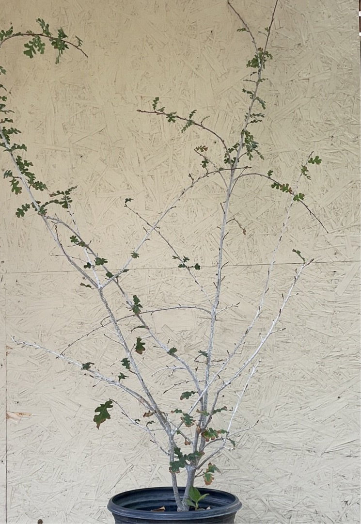 Quercus lobata, Valley Oak