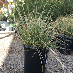 Festuca mairei