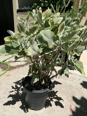 Kalanchoe beharensis 'Roseleaf'