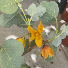 Fremontodendron 'Ken Taylor'