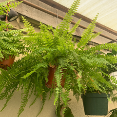 Nephrolepis ‘Ariane’