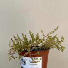 Dudleya multicaulis