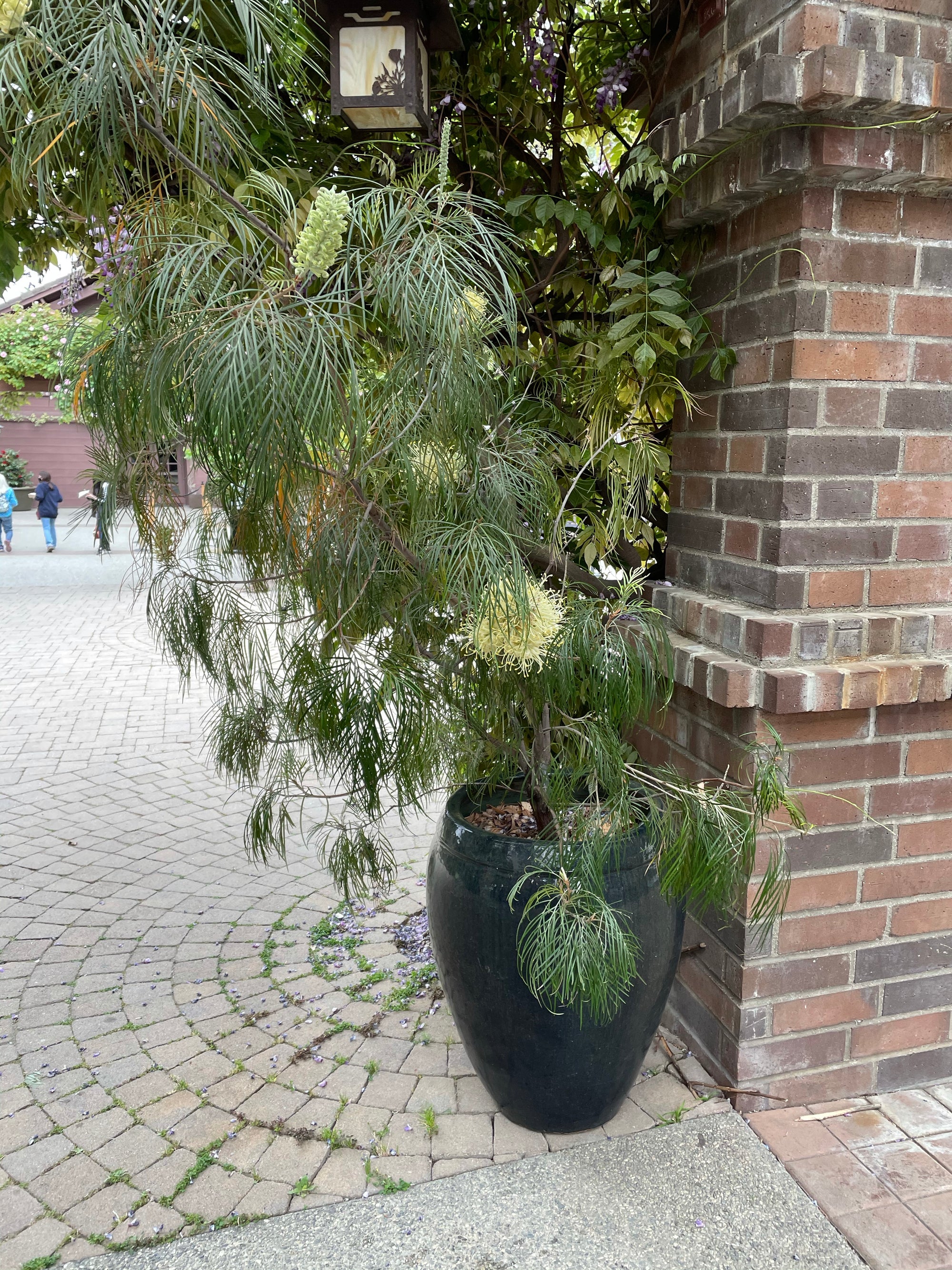 plant material shot