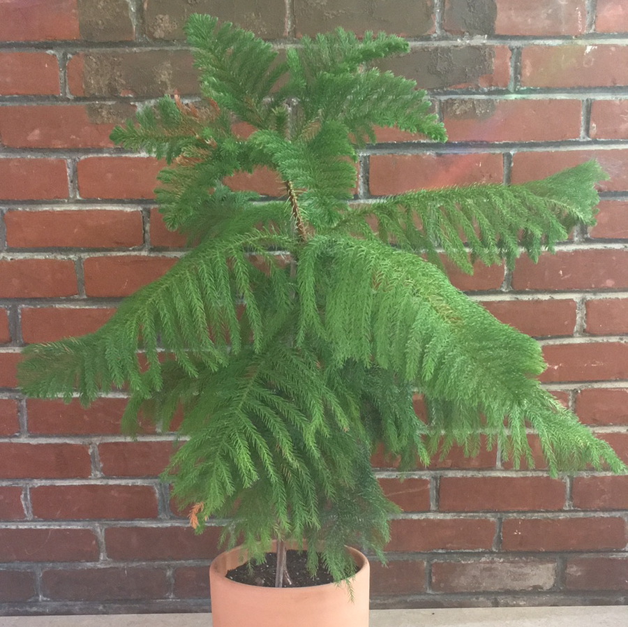 araucaria heterophylla indoor plant Araucaria heterophylla (Norfolk island pine) – Plant Material