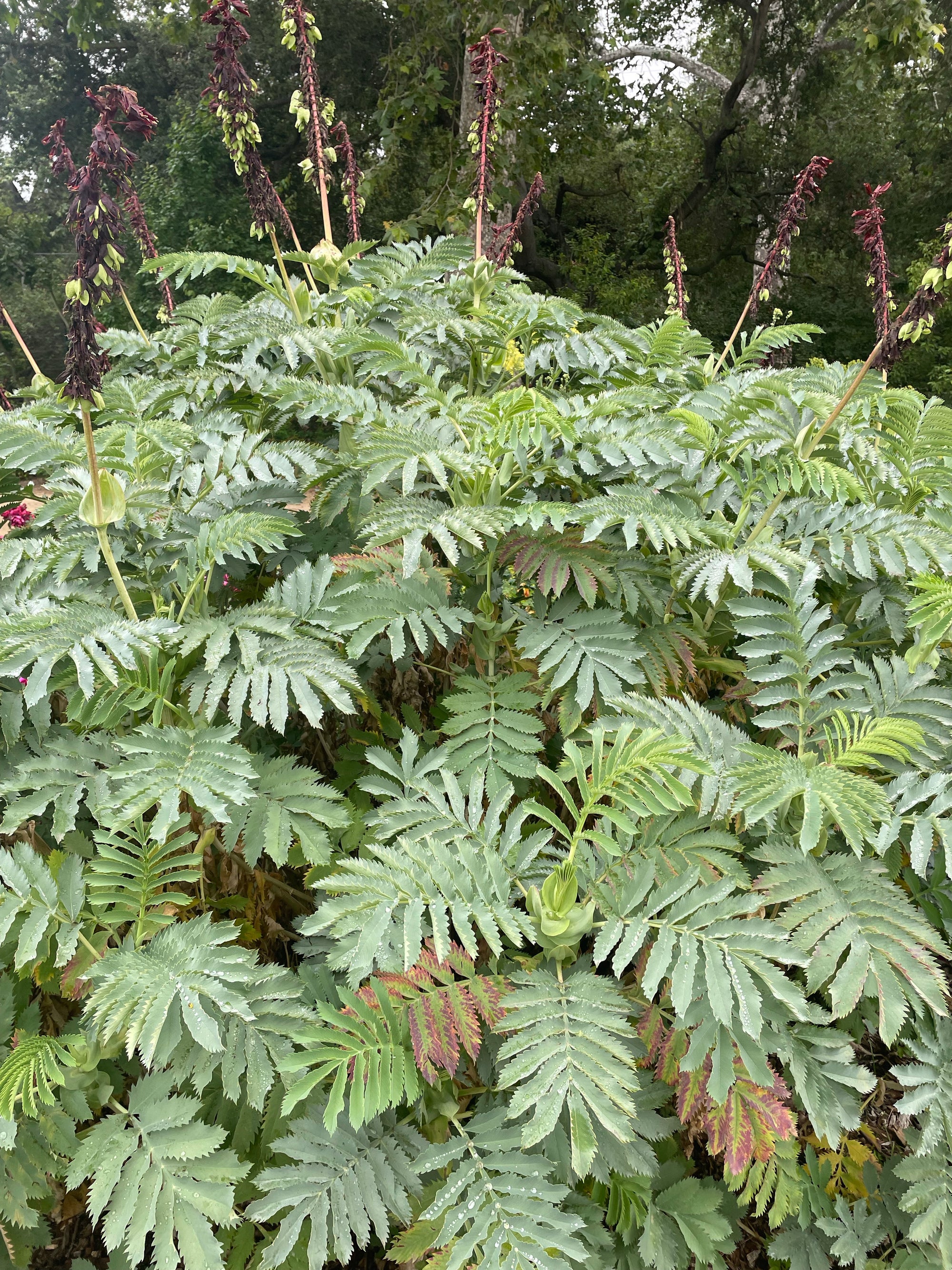plant material shot