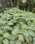 plant material shot