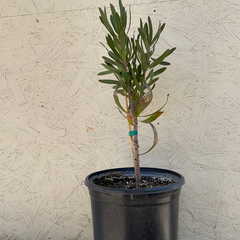 Protea hyb Liebencherry