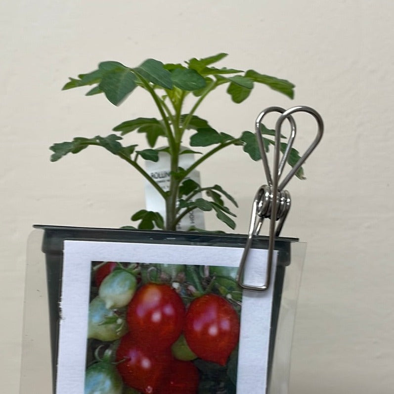 Organic Grape Tomato
