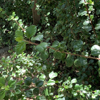 Ribes viburnifolium, Evergreen Currant Leaves