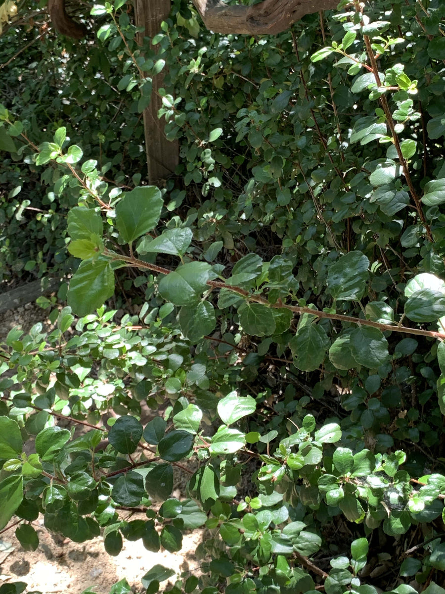 Ribes viburnifolium, Evergreen Currant Leaves