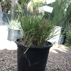 Bouteloua gracilis, Blue Grama 1 Gallon