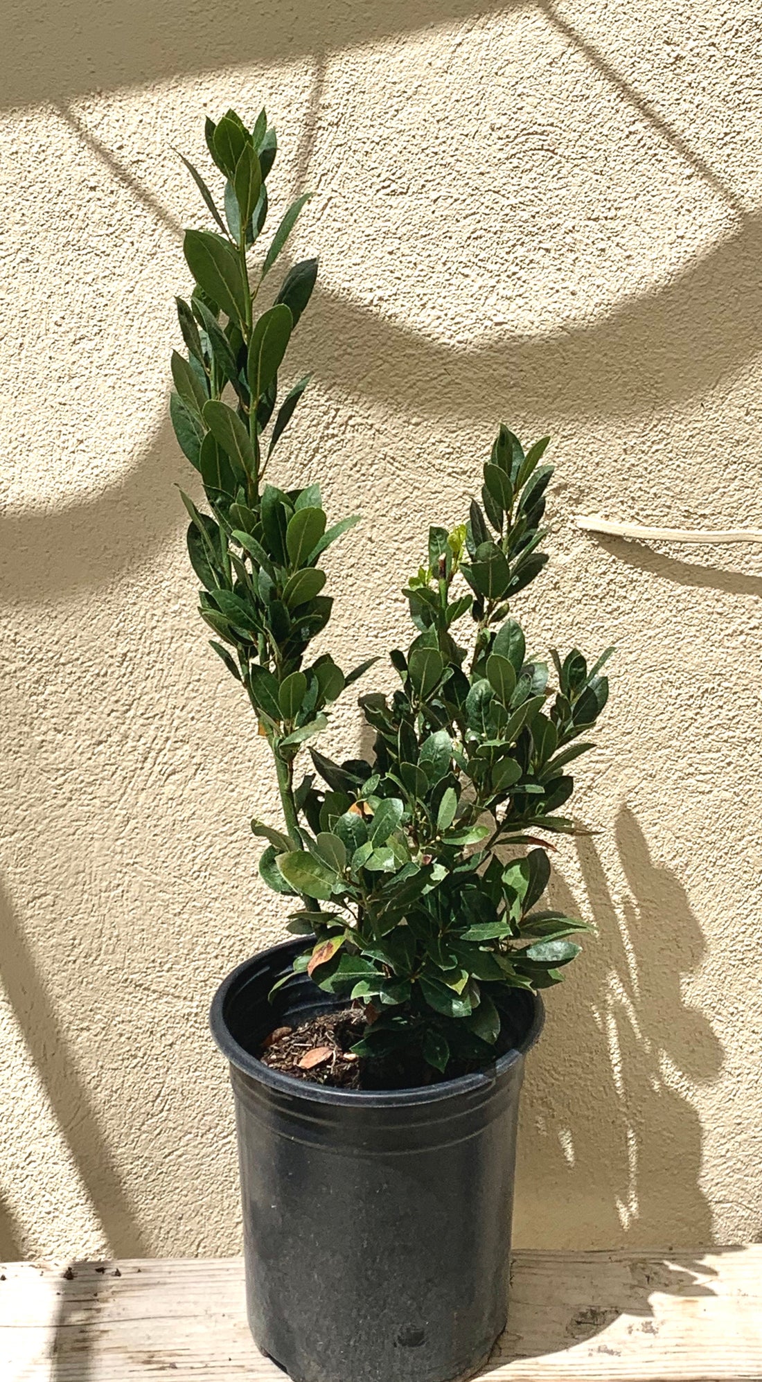 bay laurel indoor plant Laurus nobilis, Bay Laurel