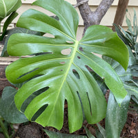 Monstera deliciosa, Split leaf