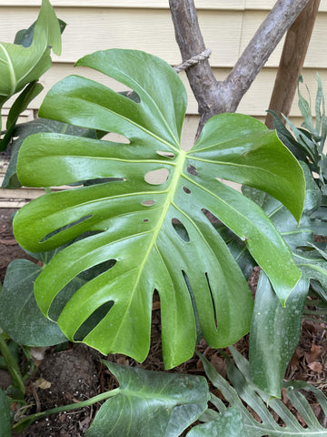 Monstera deliciosa, Split leaf