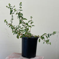 Keckiella cordifolia, climbing penstemon