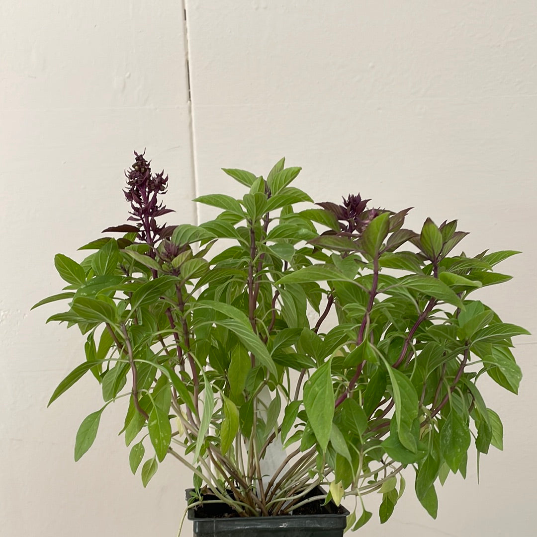 Organic Thai Basil  - Please call shop for availability