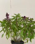 Organic Thai Basil  - Please call shop for availability