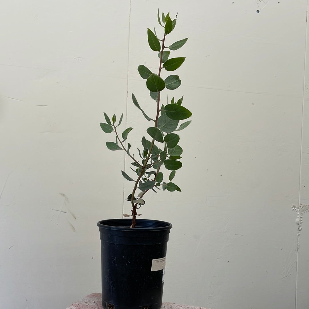 Arctostaphylos 'St Helena' (manzanita)