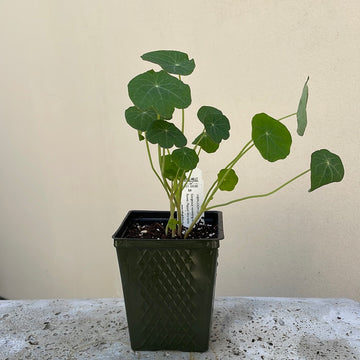 Organic Jewel Nasturtium