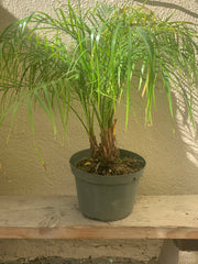 Phoenix roebelenii (pygmy date palm)