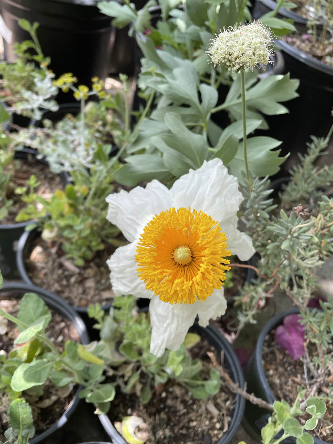 Romneya coulteri, Matilija Poppy flowe