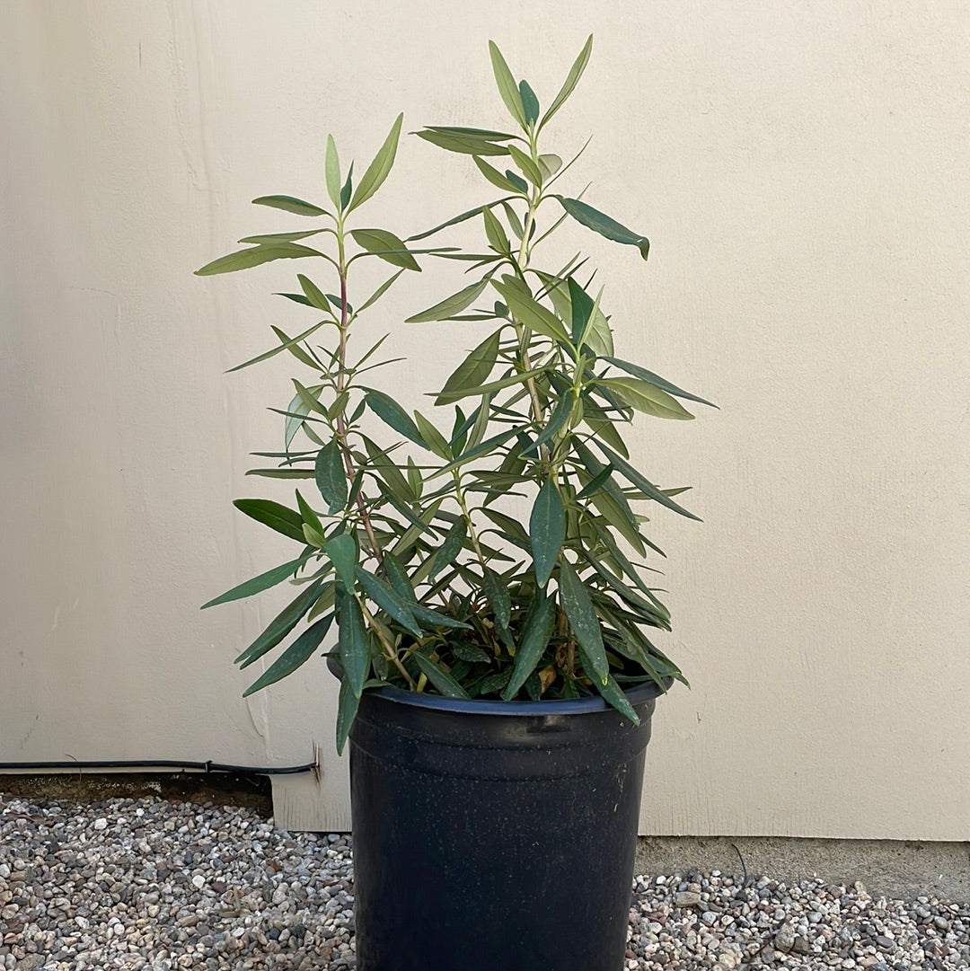 Carpenteria californica 'Elizabeth' (Bush Anemone)