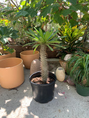 Pachypodium lamerii, Madagascar Palm