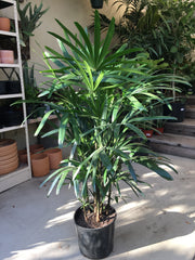 Rhapis