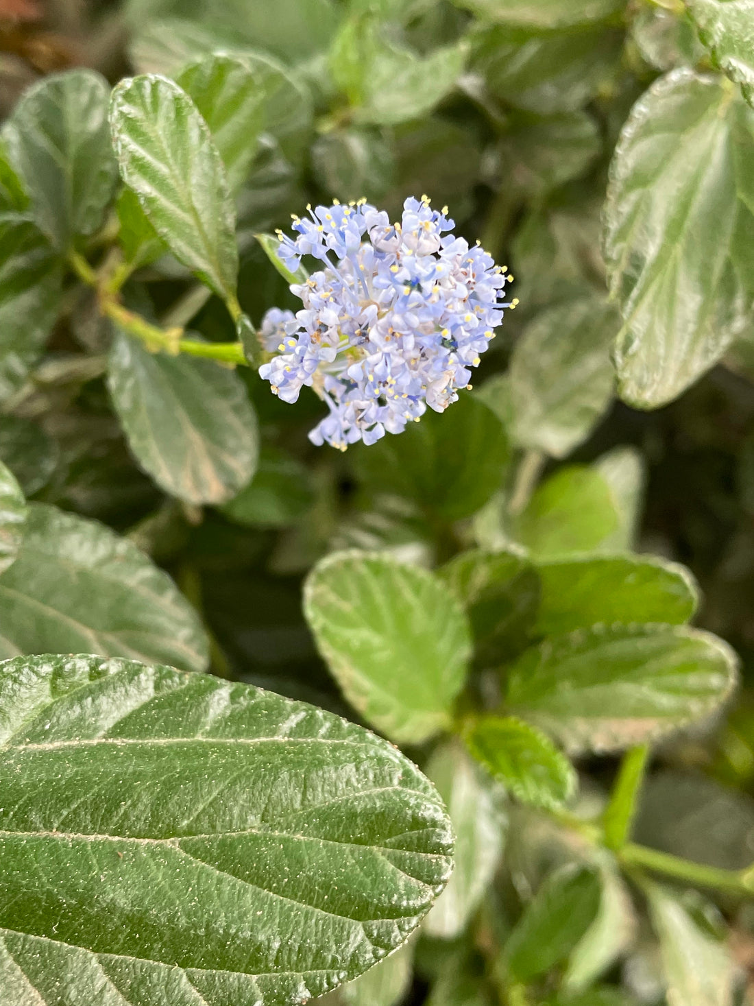 Céanothe 'Yankee Point' - Arbuste Persistant à Fleurs Bleues - Conteneur 3-4 Litres - Port étalé - 10