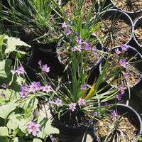 Sisyrinchium bellum 'Blue-eyed Grass'