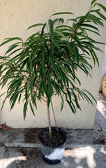 Ficus Alii, Standard