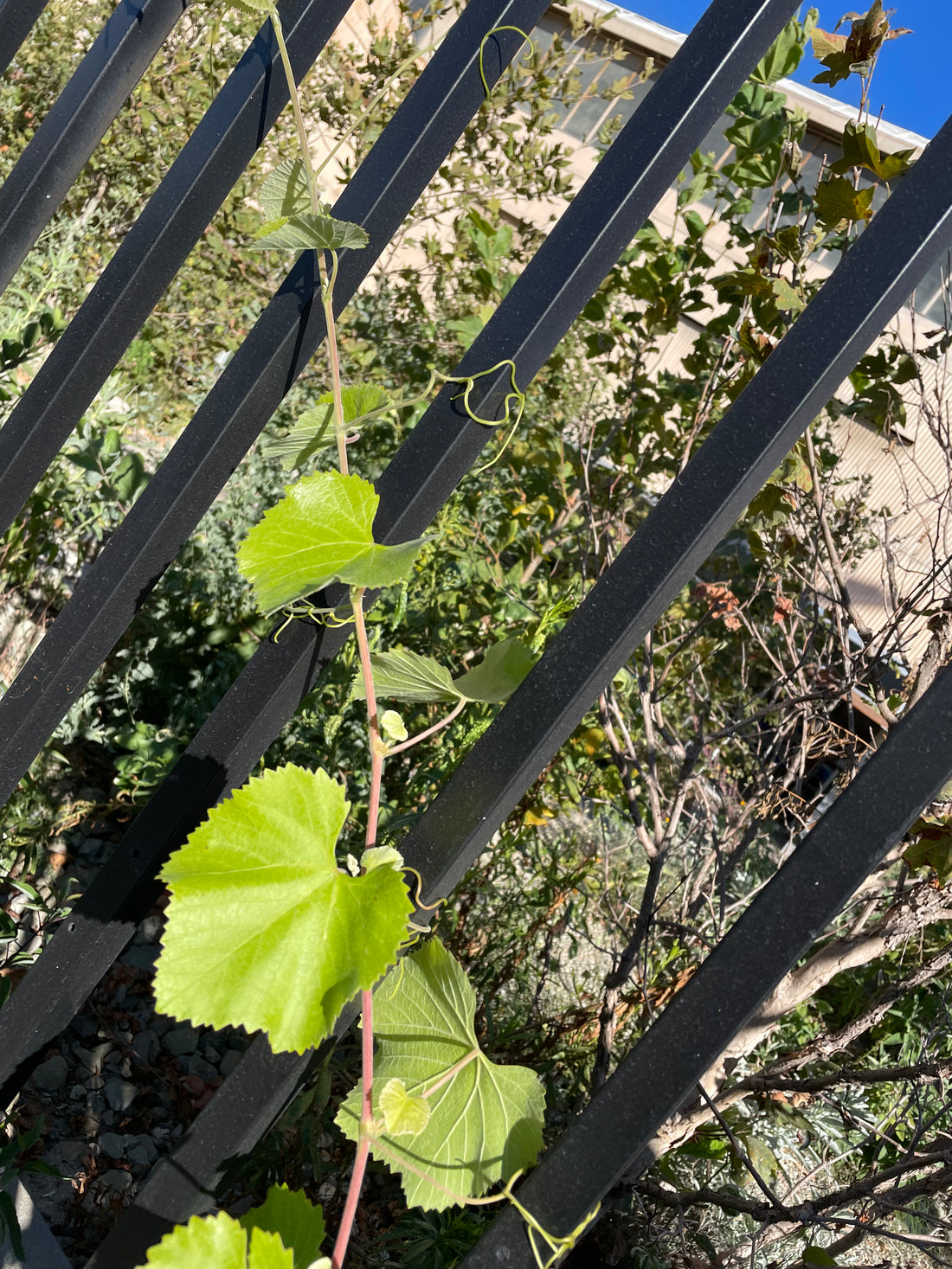 Vitis californica 'Rogers Red'