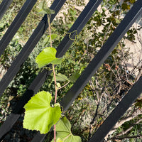 Vitis californica 'Rogers Red'