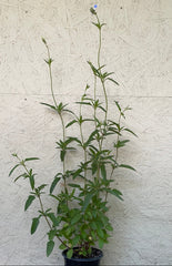 Salvia uliginosa