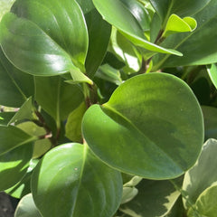 Peperomia Lemon Lime