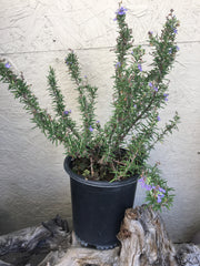 Rosmarinus o. ‘Mozart’
