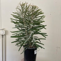 Banksia prionotes Dwarf