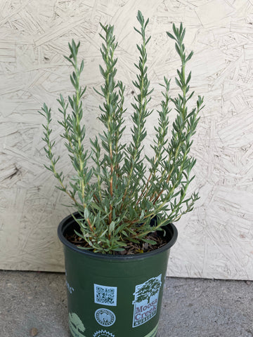 Eriogonum fasciculatum var. polifolium (Eastern Mojave Buckwheat)