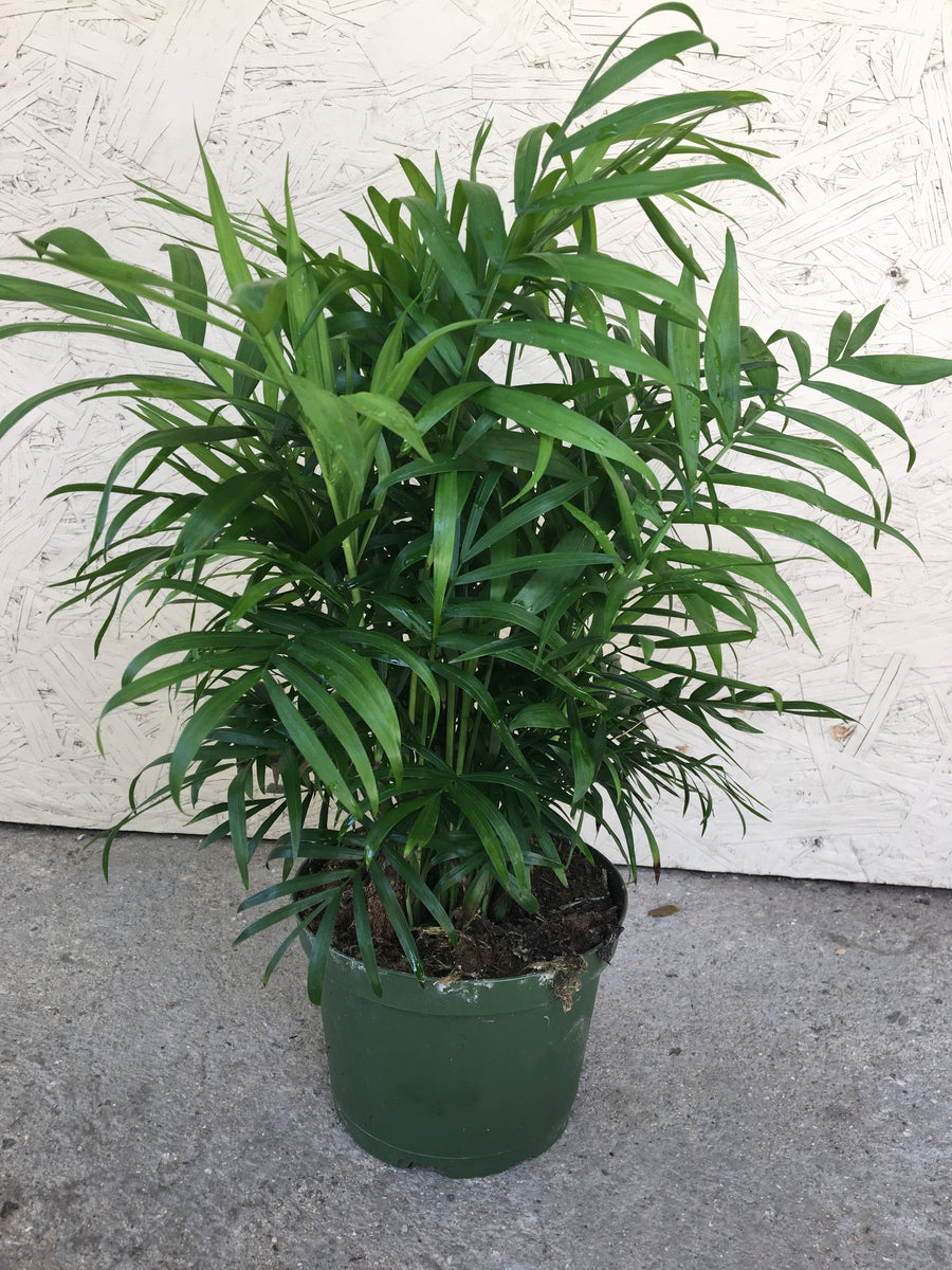 tropical neanthe bella palm plant Neanthe Bella Palm – Plant Material