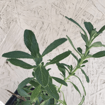 Salvia mellifera 'Terra Seca' leaves