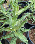 Asclepias speciosa, Showy Milkweed Seeds