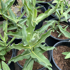 Asclepias speciosa (Showy Milkweed)